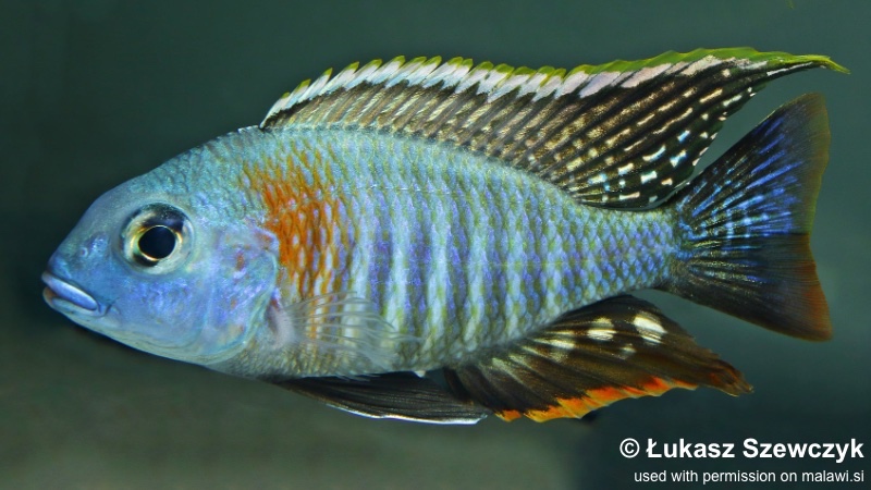 Lethrinops sp. 'mbasi'